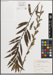 Foto von Salix L.